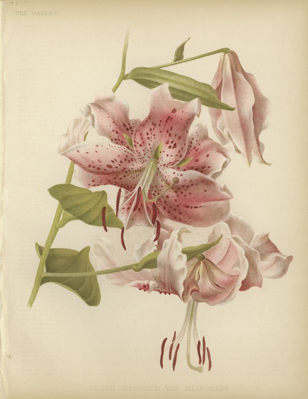 Pink lily by English School