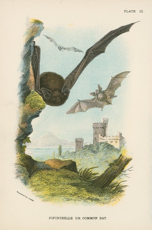 Pipistrelle or Common Bat by English School