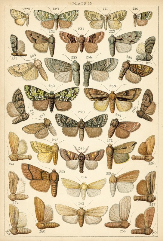 Plate from Our Country