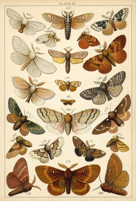 Plate from Our Country