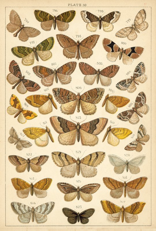 Plate from Our Country
