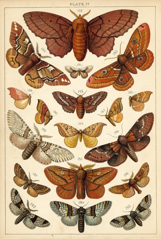 Plate from Our Country