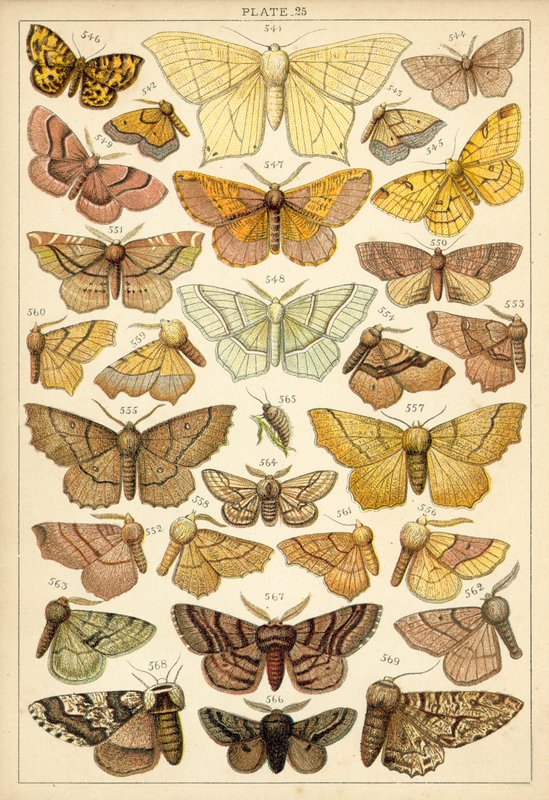 Plate from Our Country