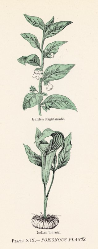 Poisonous plants by English School