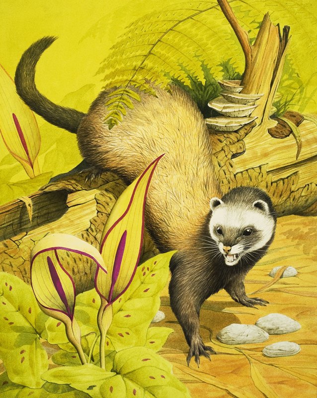 Polecat by English School