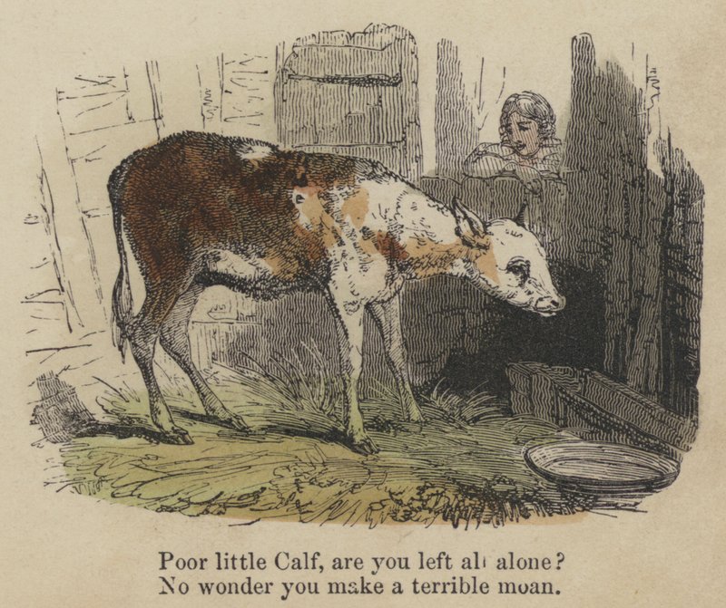 Poor little Calf, are you left all alone? No wonder you make a terrible moan by English School