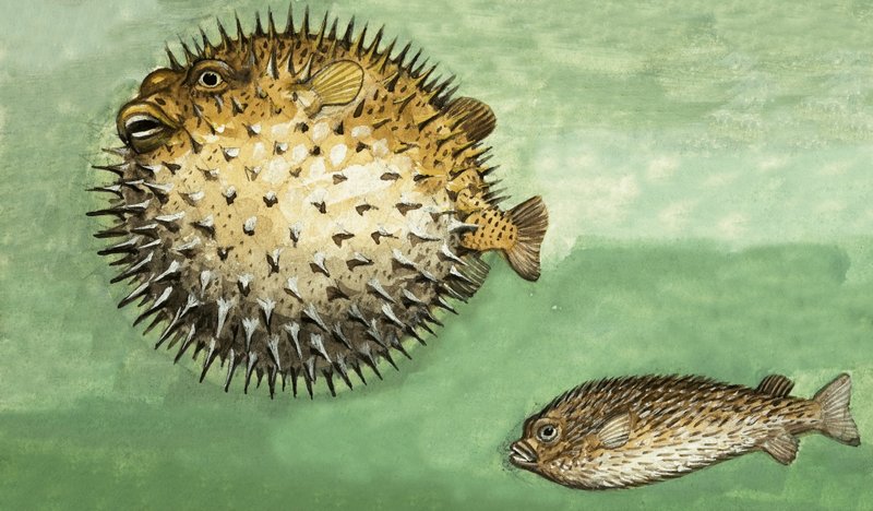 Porcupine Fish by English School