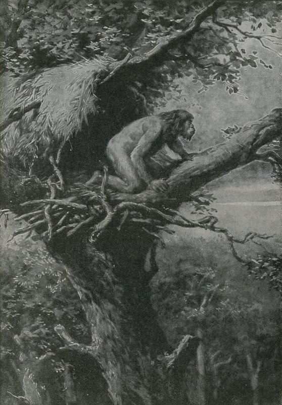 Probably Arboreal - Pictured by R L S by English School