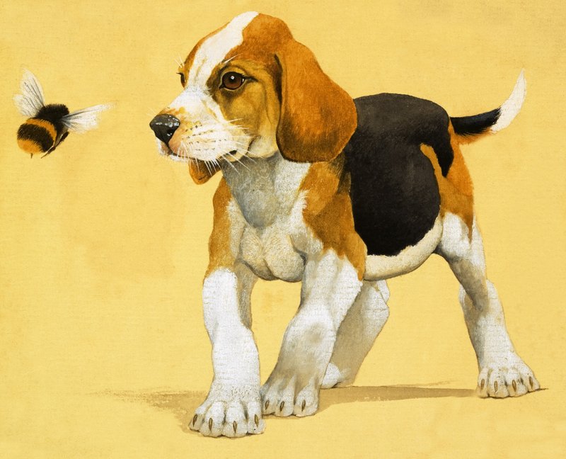 Puppy Dog by English School