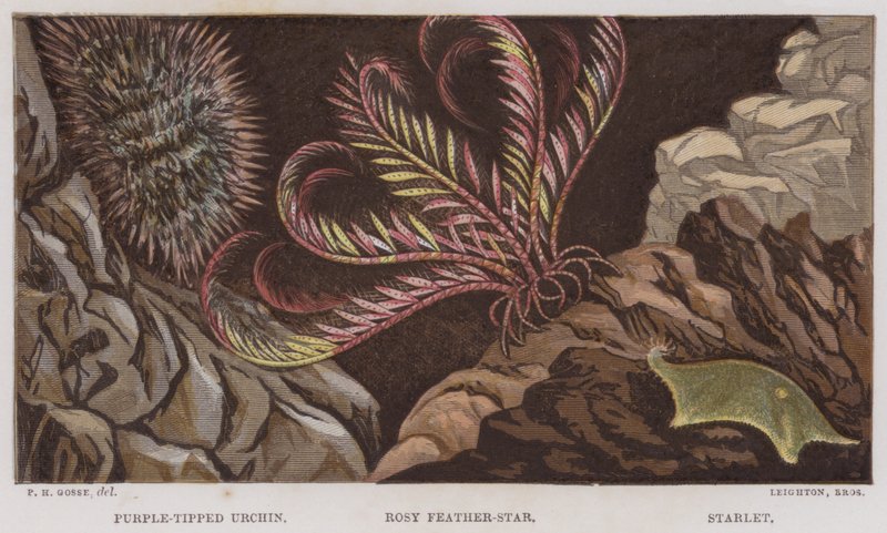 Purple-Tipped Urchin, Rosy Feather-Star, Starlet by English School