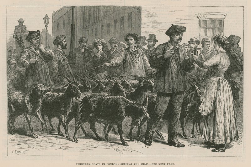 Pyrenean Goats in London by English School