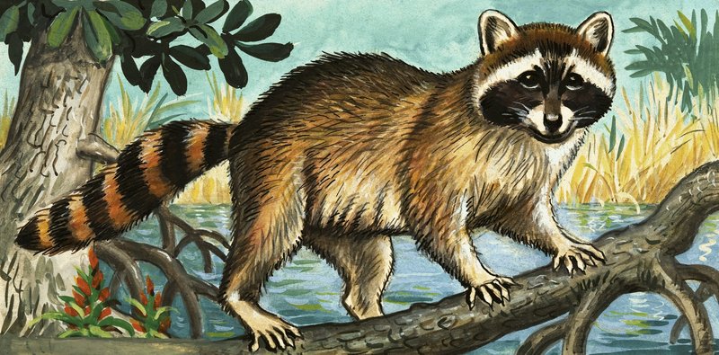 Raccoon by English School