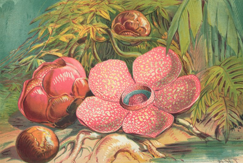 Rafflesia Arnoldii, Giant Flower of the Rainforests of Sumatra by English School
