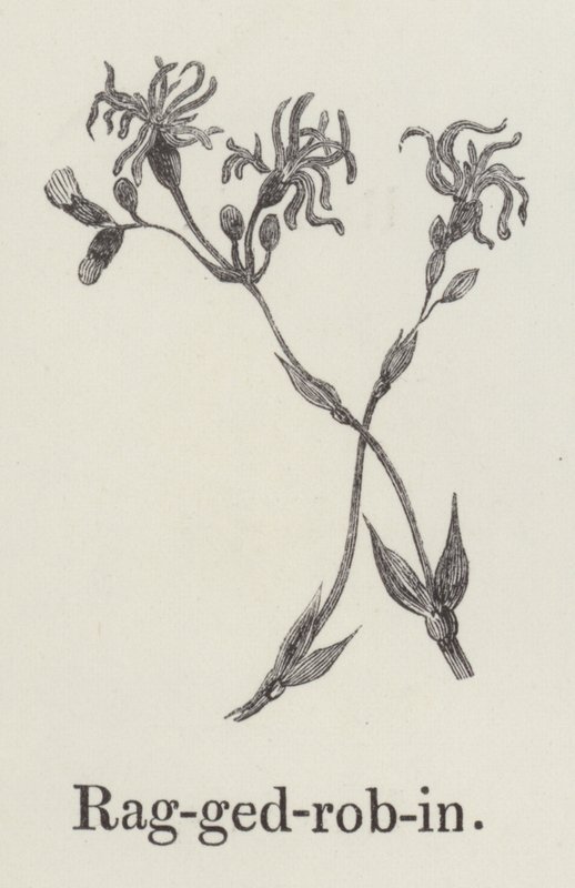 Ragged robin by English School