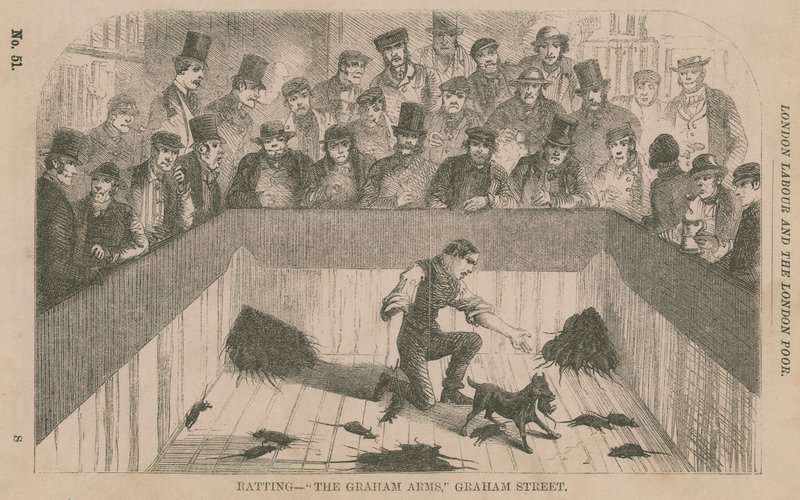 Ratting at the Graham Arms, Graham Street, London by English School