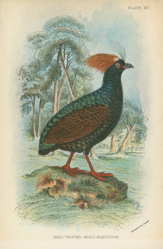 Red-Crested Wood Partridge by English School
