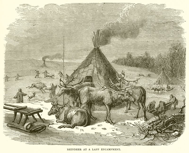 Reindeer at a Lapp Encampment by English School