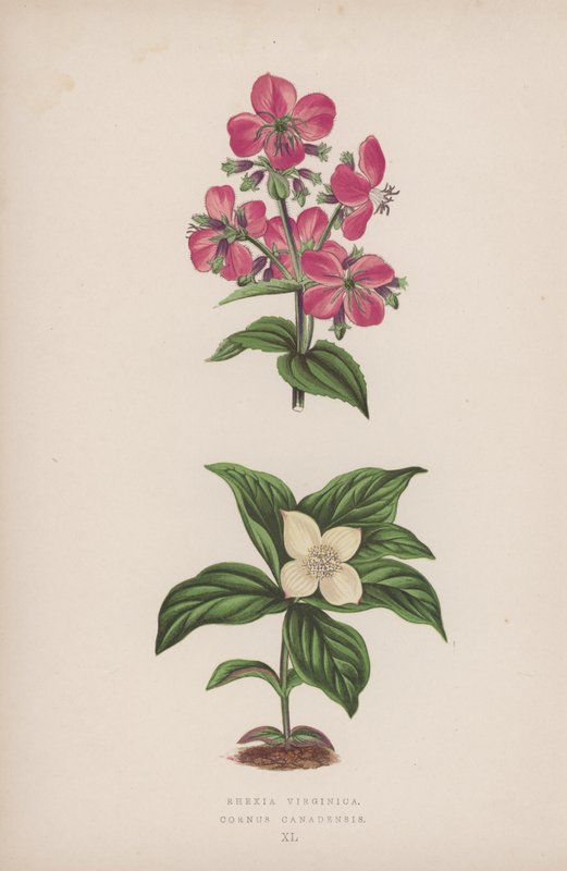 Rhexia Virginica; Cornus Canadensis by English School