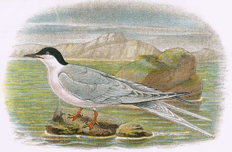 Roseate Tern by English School