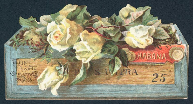 Roses in Cigar Box by English School