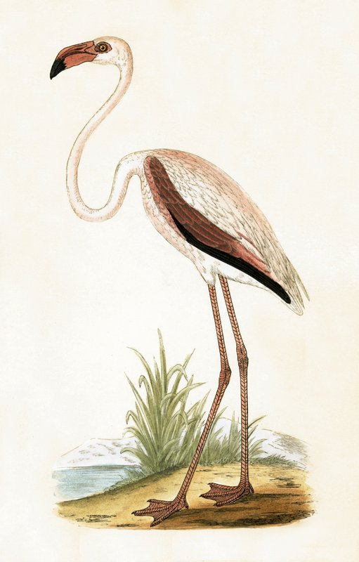 Rosy Flamingo, illustration from 