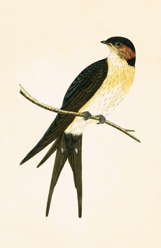 Rufous Swallow, illustration from 