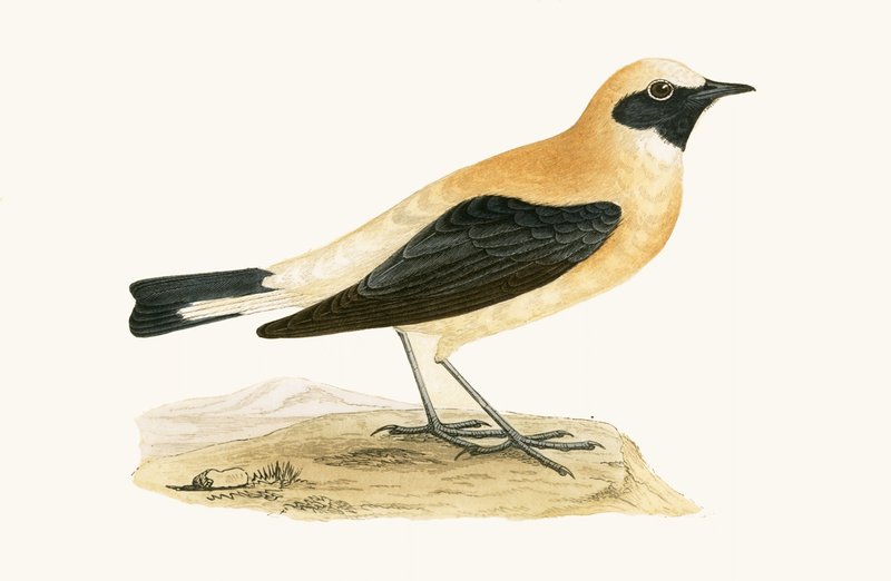 Russet Wheatear, illustration from 