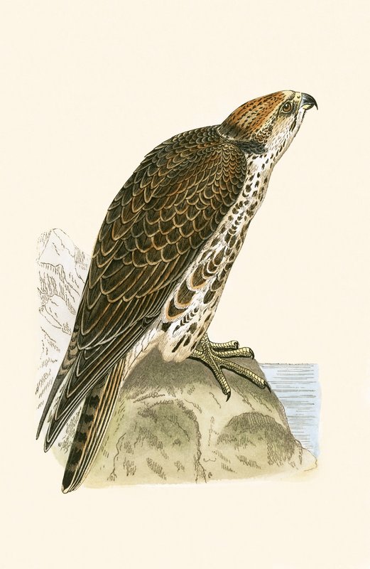 Saker Falcon, illustration from 