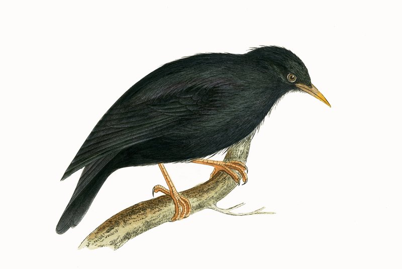Sardinian Starling, illustration from 