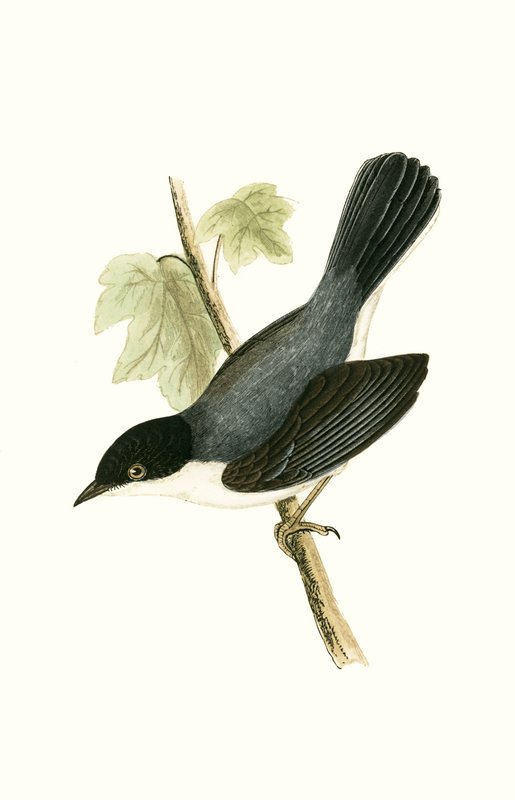 Sardinian Warbler, Illustration from 