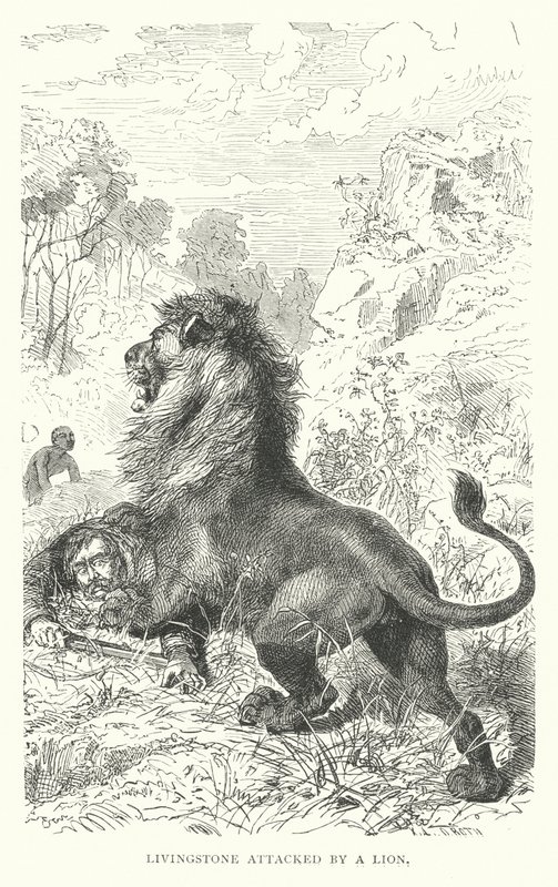 David Livingstone attacked by a lion in Africa by English School