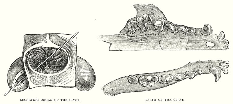 Secreting Organ of the Civet, Teeth of the Civet by English School