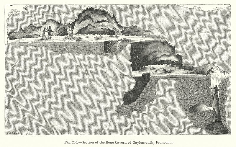 Section of the bone cavern of Gaylenreuth, Franconia by English School