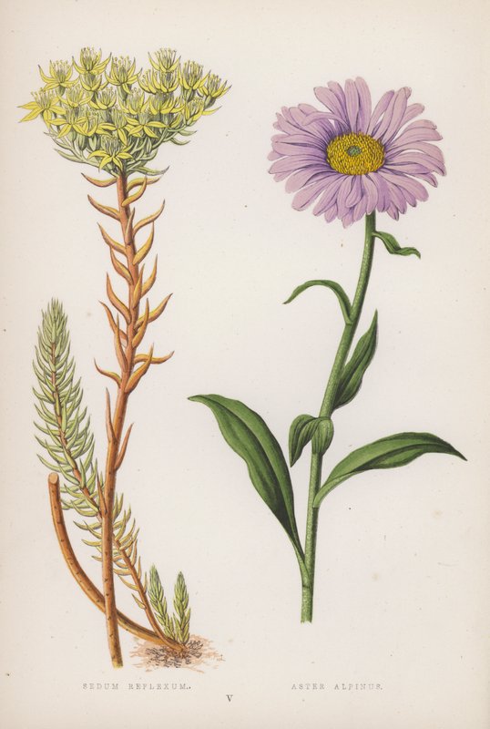 Sedum Reflexum; Aster Alpinus by English School