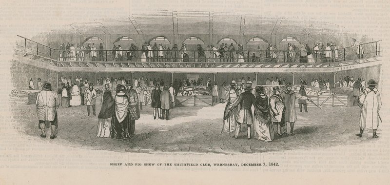 Sheep and Pig Show of the Smithfield Club by English School