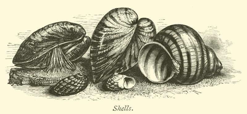 Shells by English School