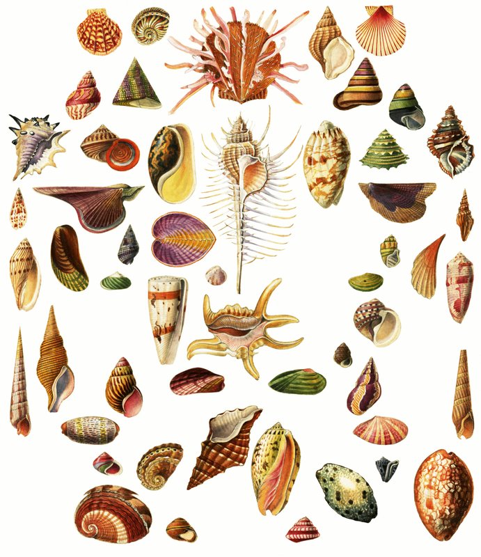 Shells by English School