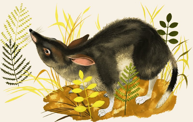 Shrew by English School