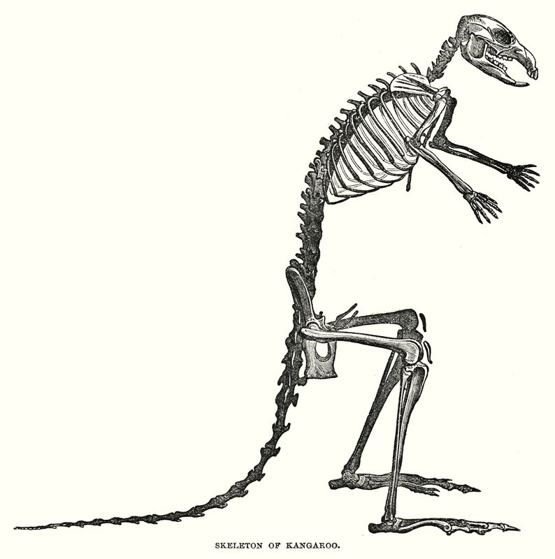 Skeleton of Kangaroo by English School