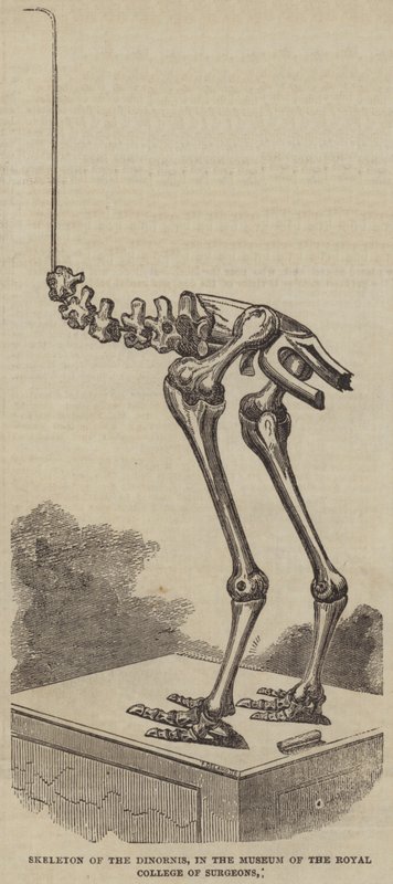 Skeleton of the Dinornis, in the Museum of the Royal College of Surgeons by English School