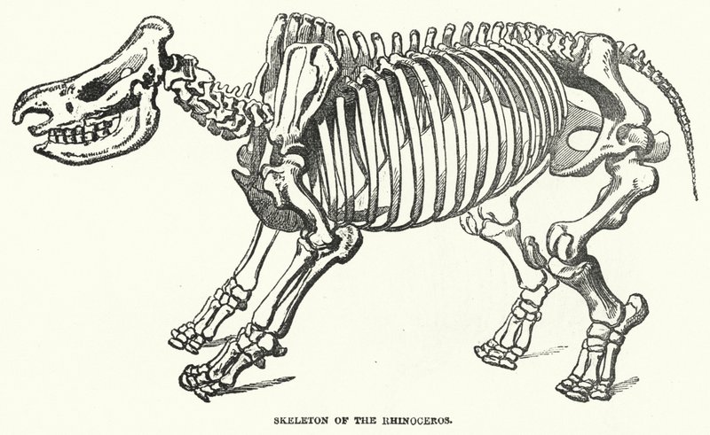 Skeleton of the Rhinoceros by English School