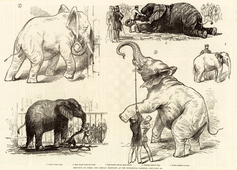 Sketches of Jumbo, the African elephant, at the Zoological Gardens by English School