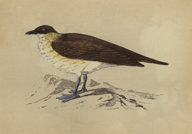 Skua by English School