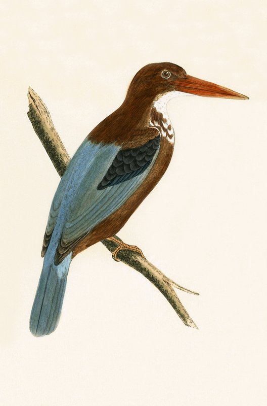 Smyrna Kingfisher, Illustration from 