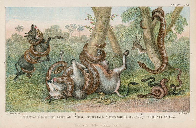 Snakes by English School