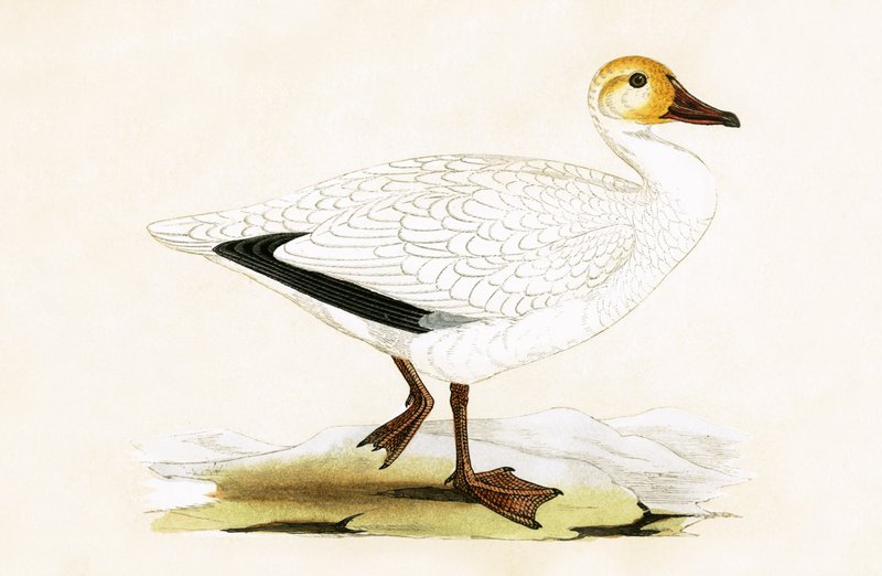 Snow Goose, Illustration from 