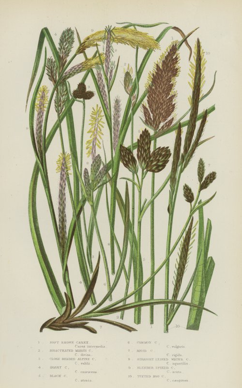 Soft Brown Carex, Bracteated Marsh Carex, Close Headed Alpine Carex, Hoary Carex, Black Carex by English School