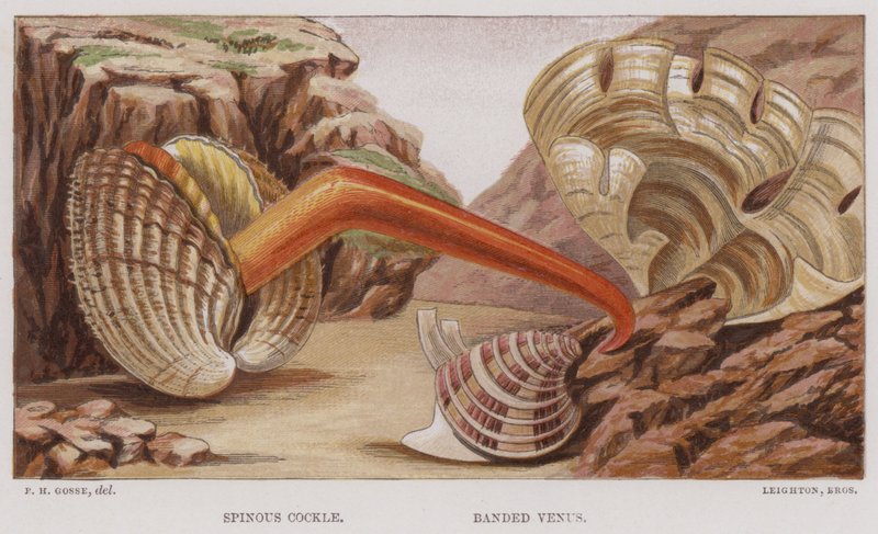 Spinous Cockle, Banded Venus by English School