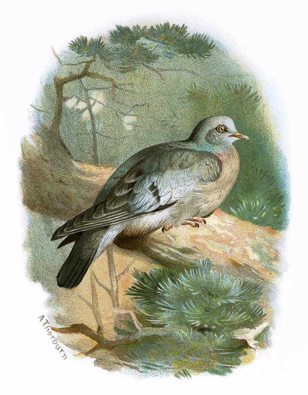 Stock Dove by English School