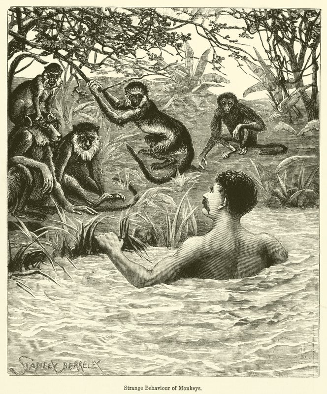 Strange Behaviour of Monkeys by English School